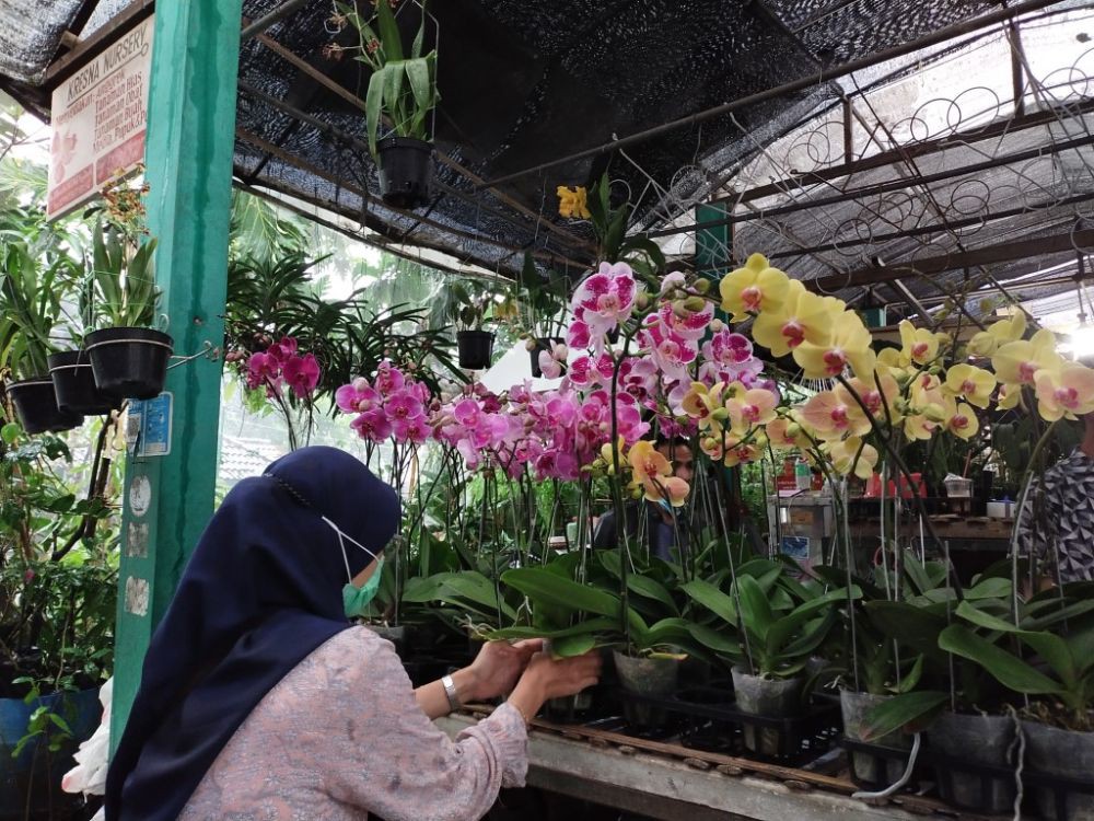 10 Tempat Belanja Tanaman Hias di Jogja, Wujudkan Kebun Impian