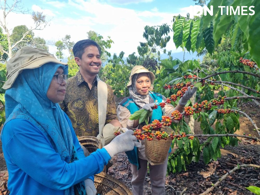 Upaya Disbun Meningkatkan Branding dan Kualitas Kopi Lahat