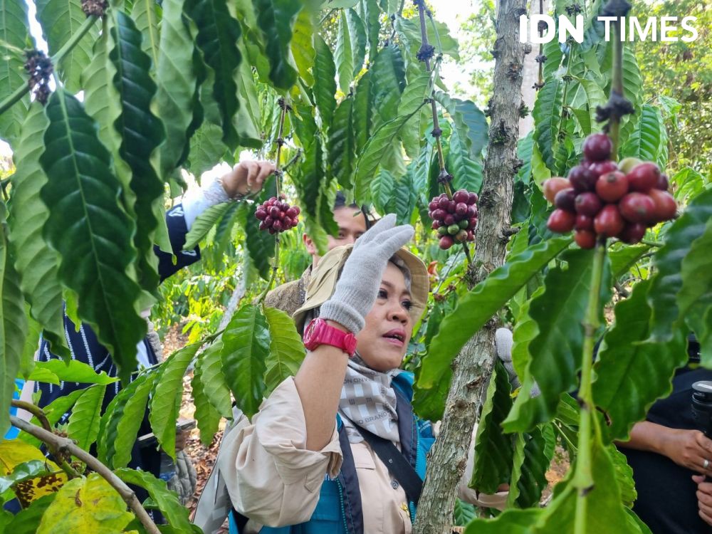 Upaya Disbun Meningkatkan Branding dan Kualitas Kopi Lahat