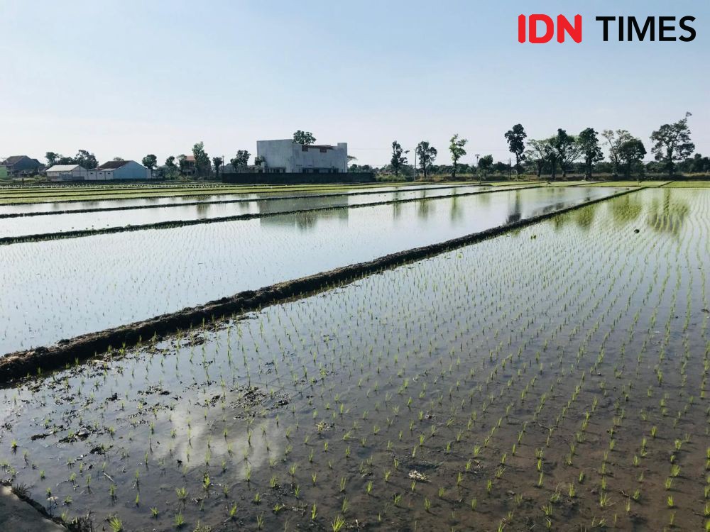 Cerita Petani di Klaten yang Terapkan Pertanian Ramah Lingkungan