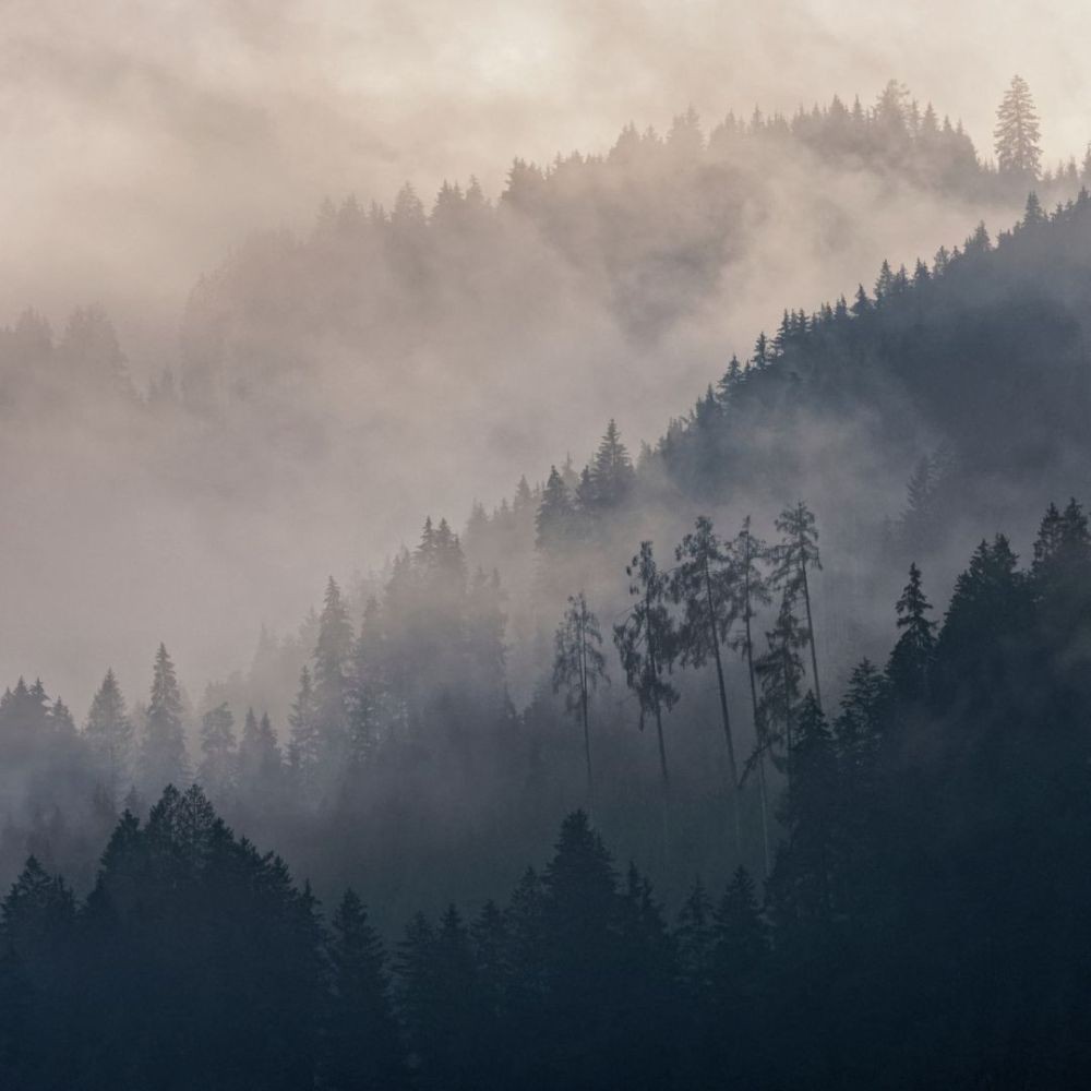 [QUIZ] Dari Gambar Hutan, Kami Tahu Apa yang Membuatmu Tenang