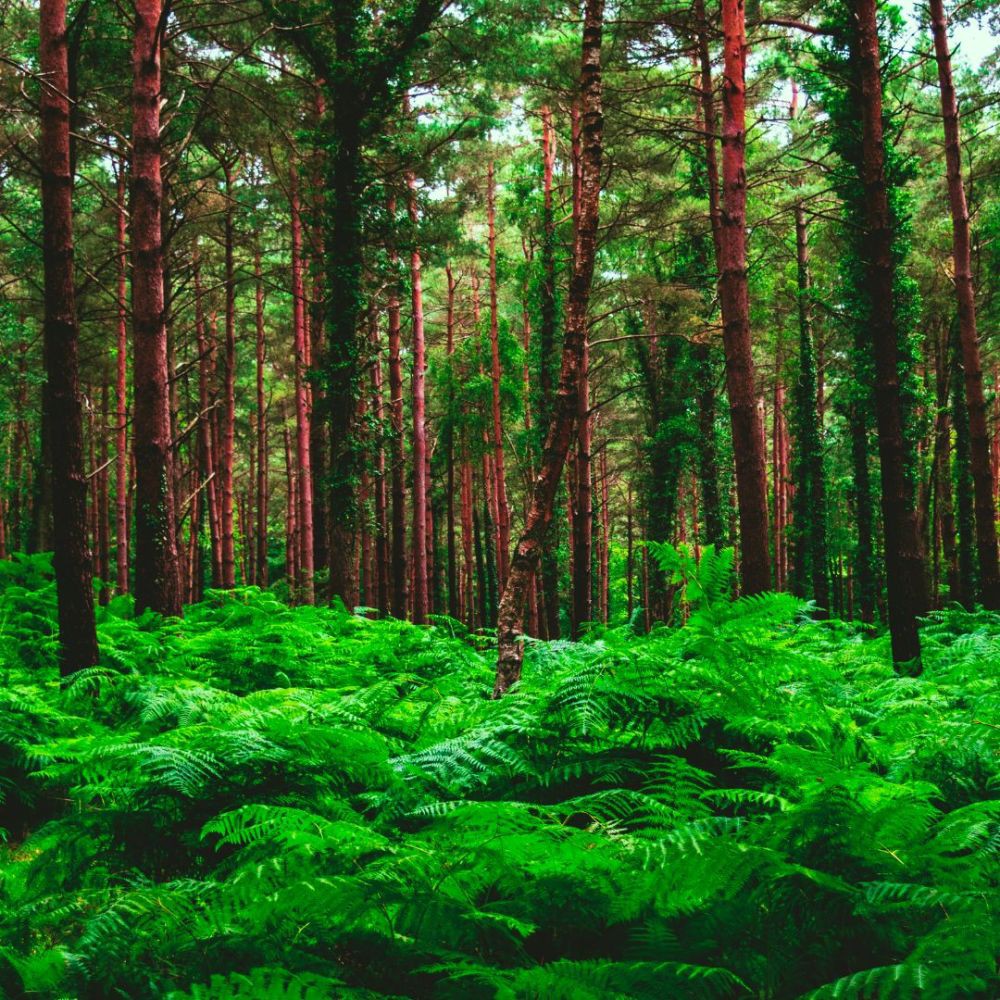 [QUIZ] Dari Gambar Hutan, Kami Tahu Apa yang Membuatmu Tenang