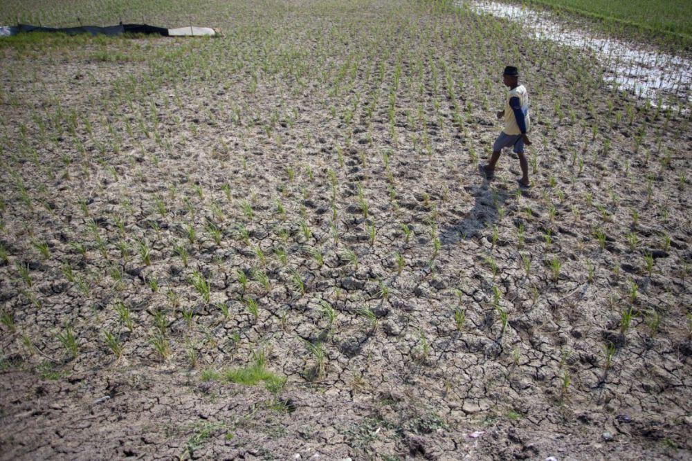 Nestapa Petani Cirebon, Terancam Gagal Panen di Tengah Kemarau