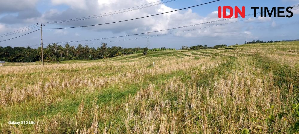 UGM Manfaatkan Limbah Gigi dan Tulang Hewan untuk Irigasi Sawah