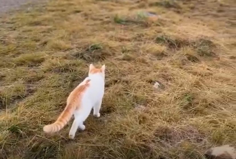 Kenalan Sama Cimeng, Kucing Viral yang Suka Naik Gunung Gede Pangrango