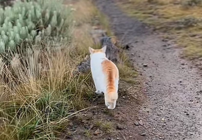 Kenalan Sama Cimeng, Kucing Viral yang Suka Naik Gunung Gede Pangrango