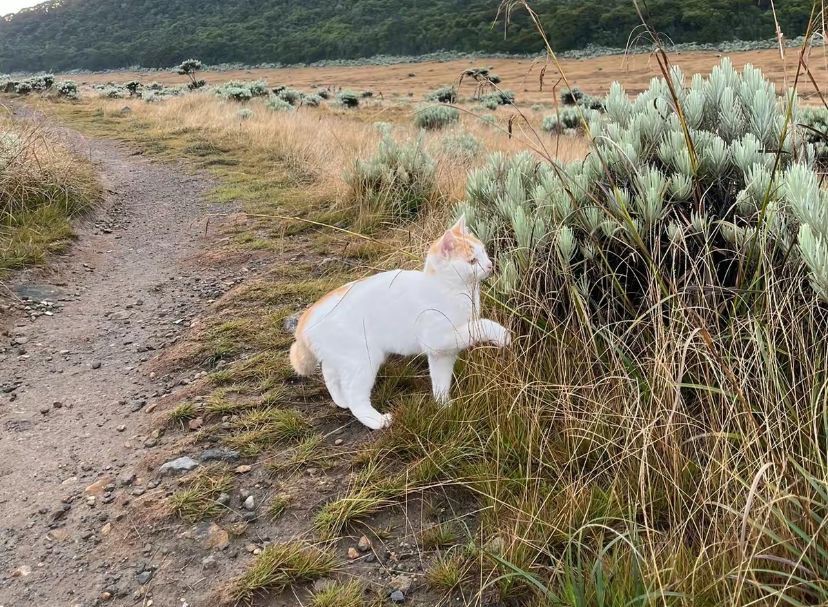 Kenalan Sama Cimeng, Kucing Viral yang Suka Naik Gunung Gede Pangrango