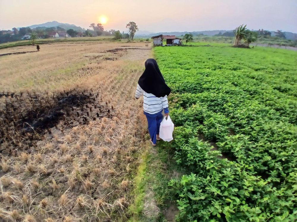 Suhu Bumi Meningkat akibat Perubahan Iklim: Dampak Nyata di Indonesia