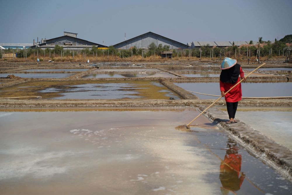 Harga Garam Cirebon Anjlok Jadi Rp400 Per Kilogram