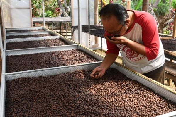 Cara Paslon Ardjuno Tingkatkan Produktivitas Kopi Di Lampung