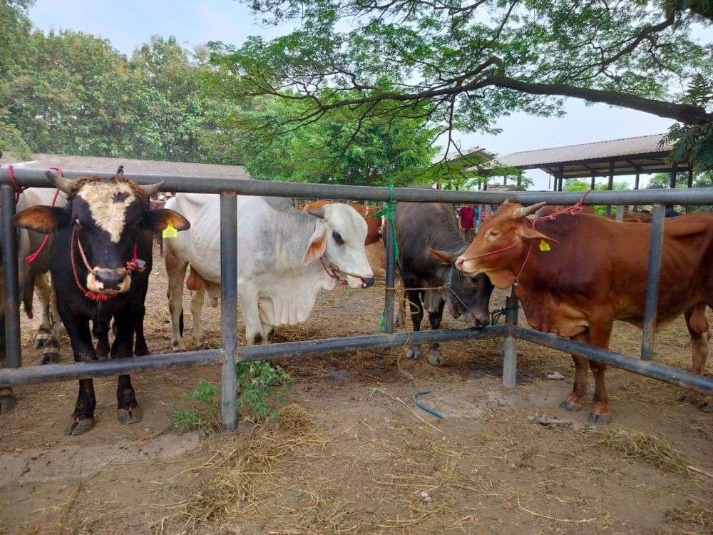 Susu Tak Terserap, Sehari Peternak Di Boyolali Buang Ribuan