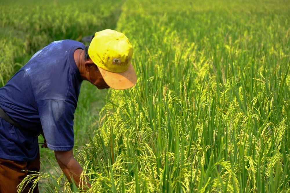 Produksi Padi Banyuasin Naik 1 Ton per  Ha Usai Pendampingan WPI