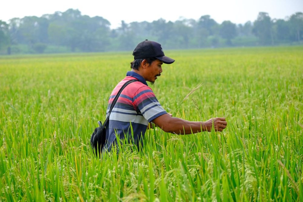 Masa Giling Tebu Dongkrak Kenaikan Nilai Tukar Petani di Jateng