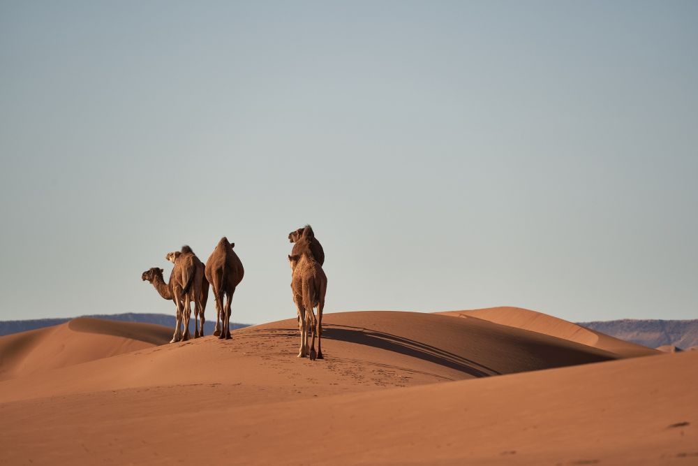 Kenapa Gurun Sahara Semakin Luas?