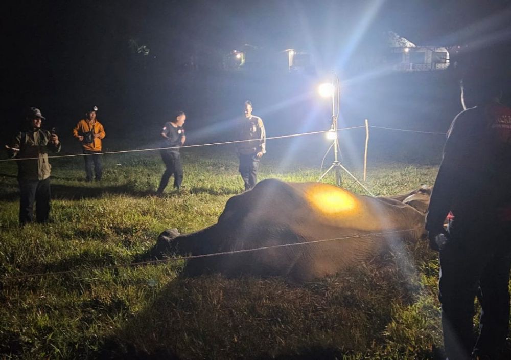 Bunga, Gajah Betina Mati di Taman Nasional Way Kambas