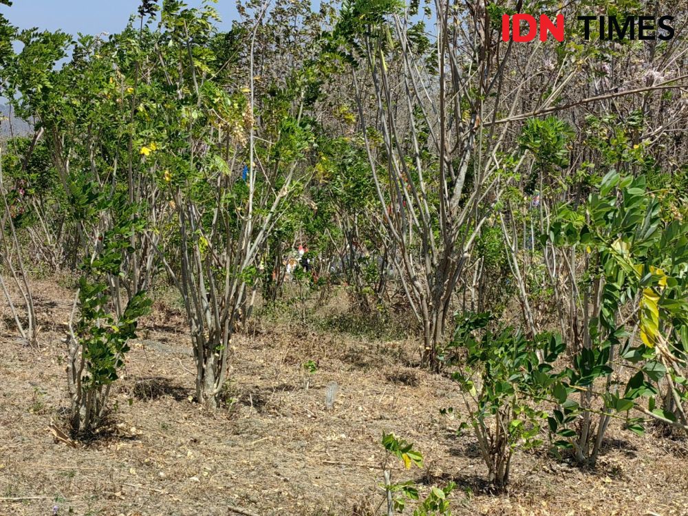 [FOTO] Puncak Patra: Merajut Asa dari Jerat Kekeringan Desa Sarimulyo