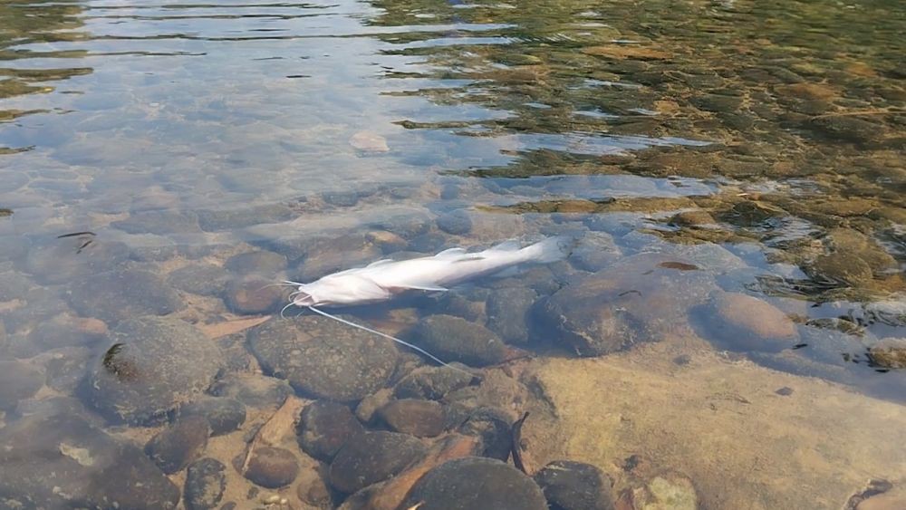 Warga Lebak Keluhkan Air Sungai Ciujung Diduga Tercemar