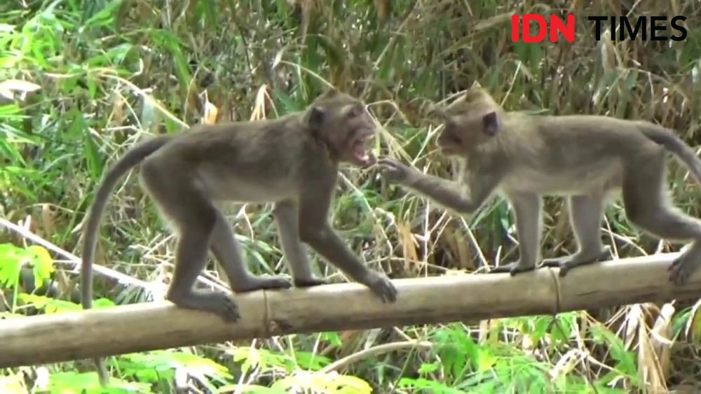 Belasan Kera Ekor Panjang Ganggu Warga Magetan, Kerap Curi Pakaian