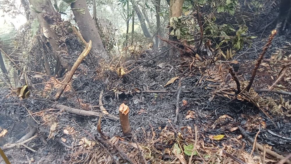 Diguyur Hujan, Kebakaran di Kawasan Gunung Tangkuban Parahu Padam