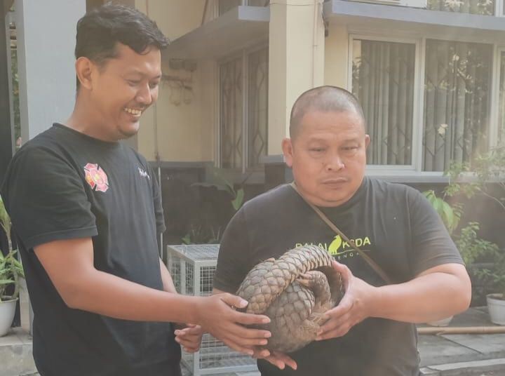 Nyaris Ketabrak Mobil, Seekor Trenggiling Dievakuasi Damkar Semarang