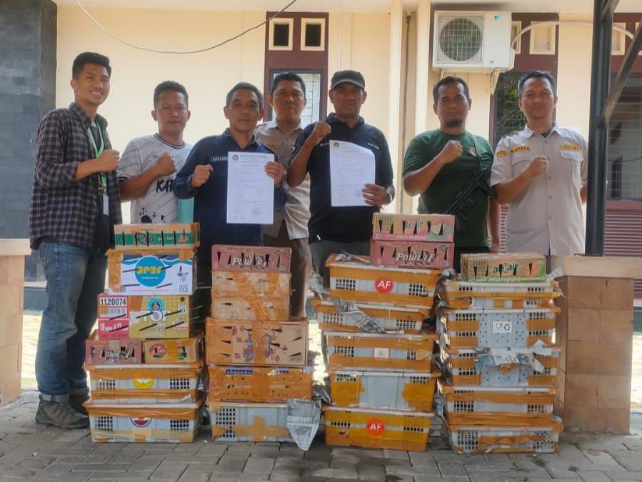 Pakai Minibus, 439 Burung Asal Bengkulu Disita di Bakauheni