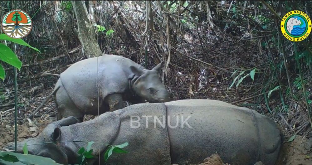 Satu Anakan Ditemukan, Populasi Badak Jawa Bertambah