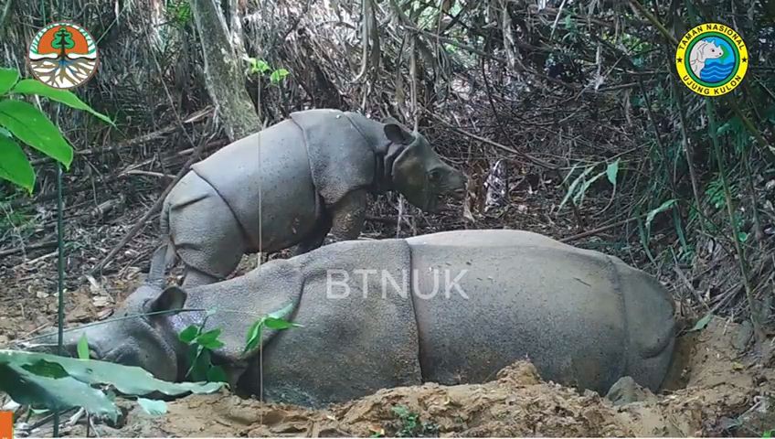 Satu Anakan Ditemukan, Populasi Badak Jawa Bertambah