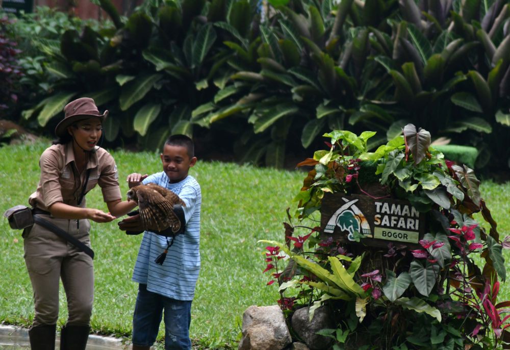 Cara Unik Kontrol Hama di Perkebunan Sawit dengan Burung Hantu