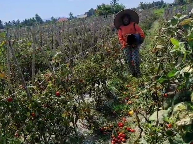 Harga Anjlok Bikin Petani Tomat di Lotim Enggan Panen