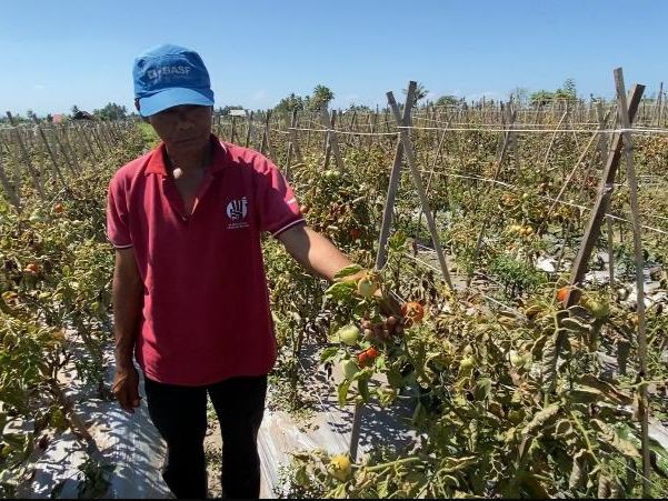 Harga Anjlok Bikin Petani Tomat di Lotim Enggan Panen