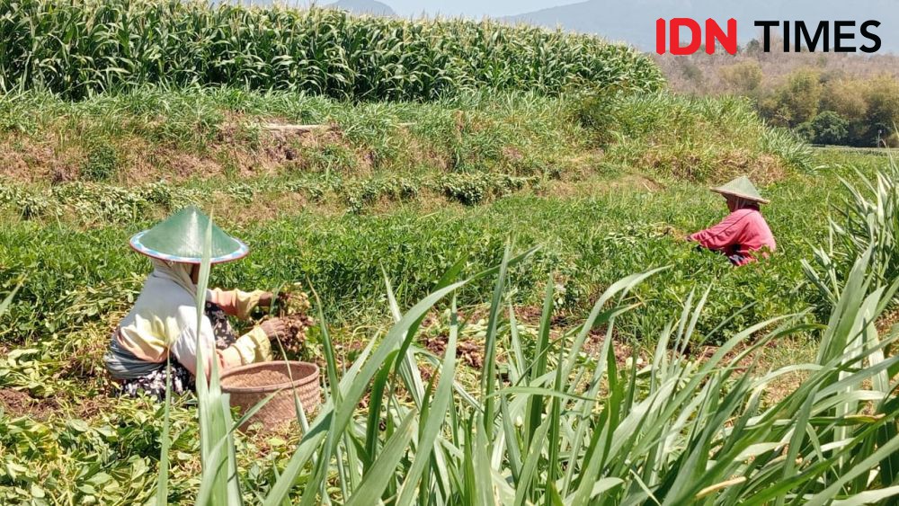 Waduk Gonggang Mengering, Petani Magetan Terancam Merugi