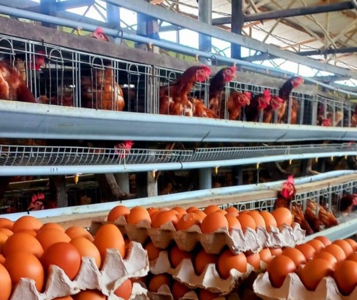 Telur Ayam Banyuasin Berpeluang Tembus Pasar Singapura