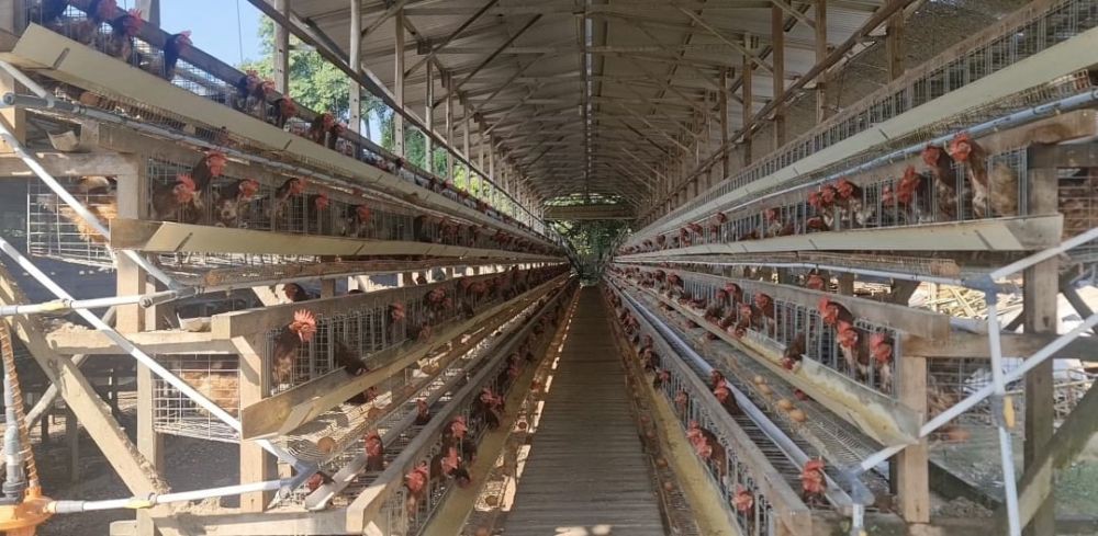 Telur Ayam Banyuasin Berpeluang Tembus Pasar Singapura