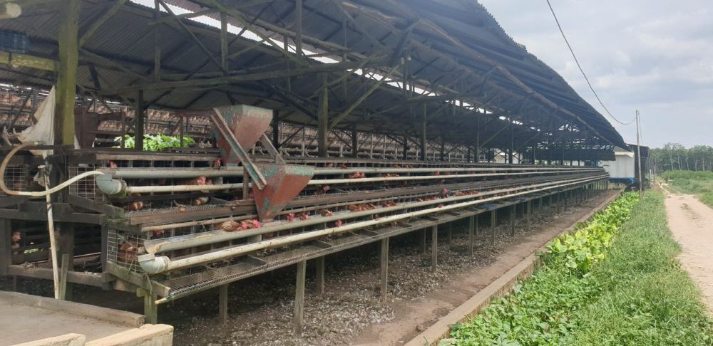 Telur Ayam Banyuasin Berpeluang Tembus Pasar Singapura