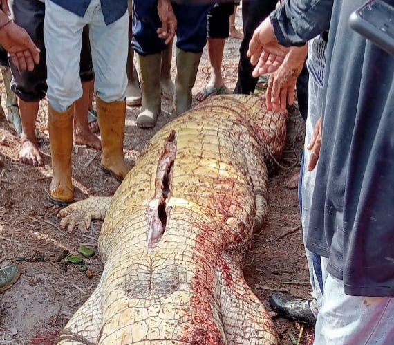 Buaya Terkam Pemancing di Riau, Kepala Terpisah dari Badan