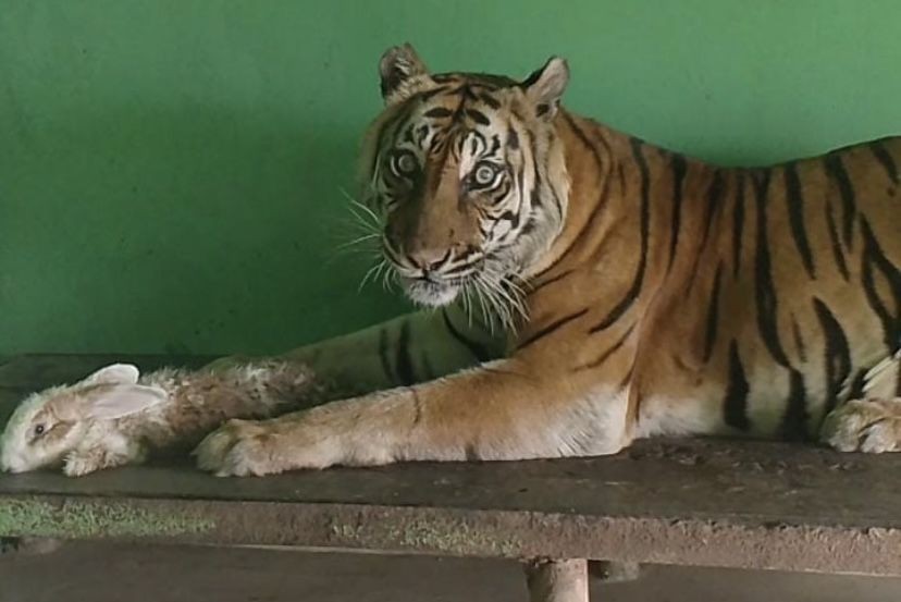 Harimau di Medan Zoo Tersisa 7 Ekor, Berikut Nama-nama dan Kondisinya