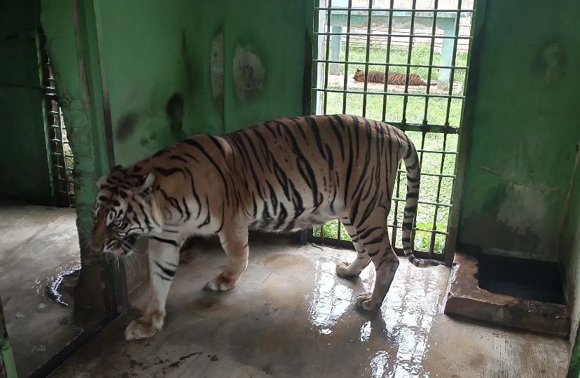 Harimau di Medan Zoo Tersisa 7 Ekor, Berikut Nama-nama dan Kondisinya