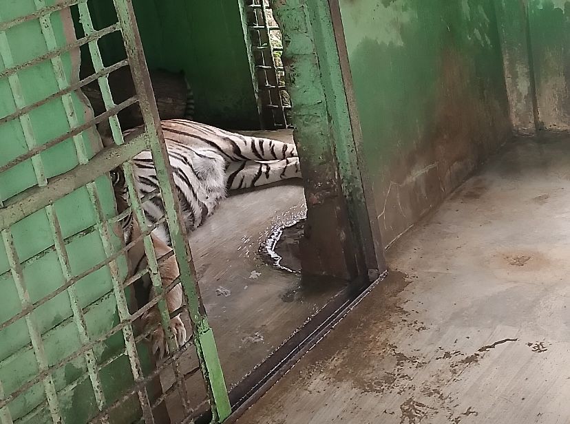 Harimau Sumatra di Medan Zoo Mati Lagi, Diduga karena Sakit