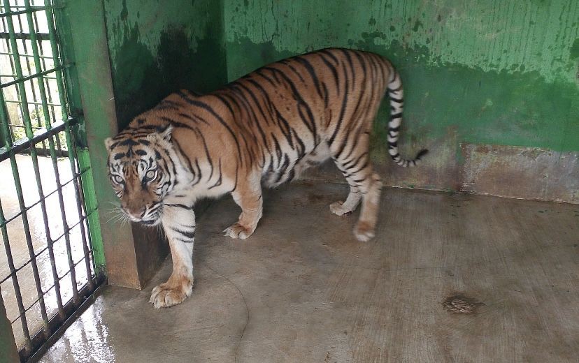 Harimau di Medan Zoo Tersisa 7 Ekor, Berikut Nama-nama dan Kondisinya