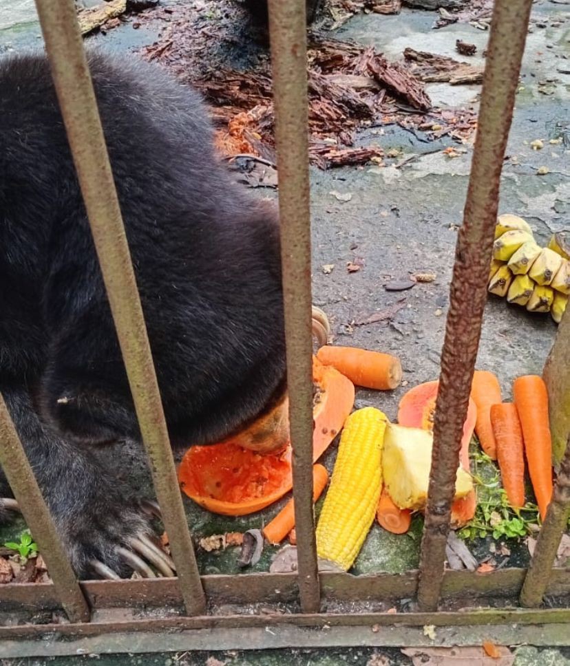 Harimau di Medan Zoo Tersisa 7 Ekor, Berikut Nama-nama dan Kondisinya