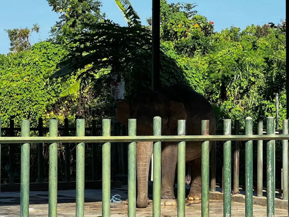 Penjaga Kebun Binatang di Gianyar Meninggal Diserang Gajah