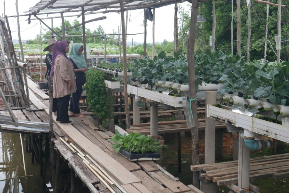 Menanam dan Memanen Harapan di Pelantar Tanjung Pinang