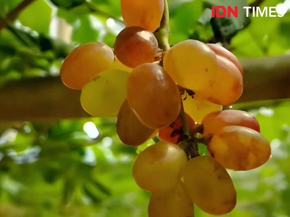 Cerita Guru SMK di Baturaden yang Punya Kebun Anggur Ninel Ukraina