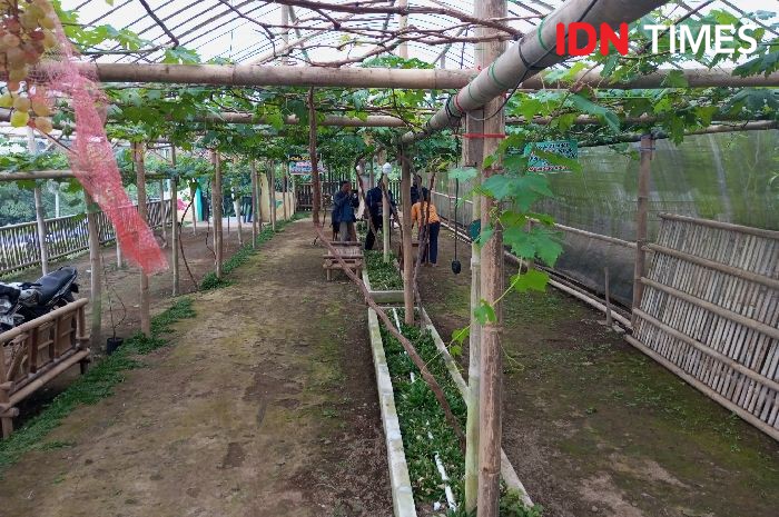 Cerita Guru SMK di Baturaden yang Punya Kebun Anggur Ninel Ukraina