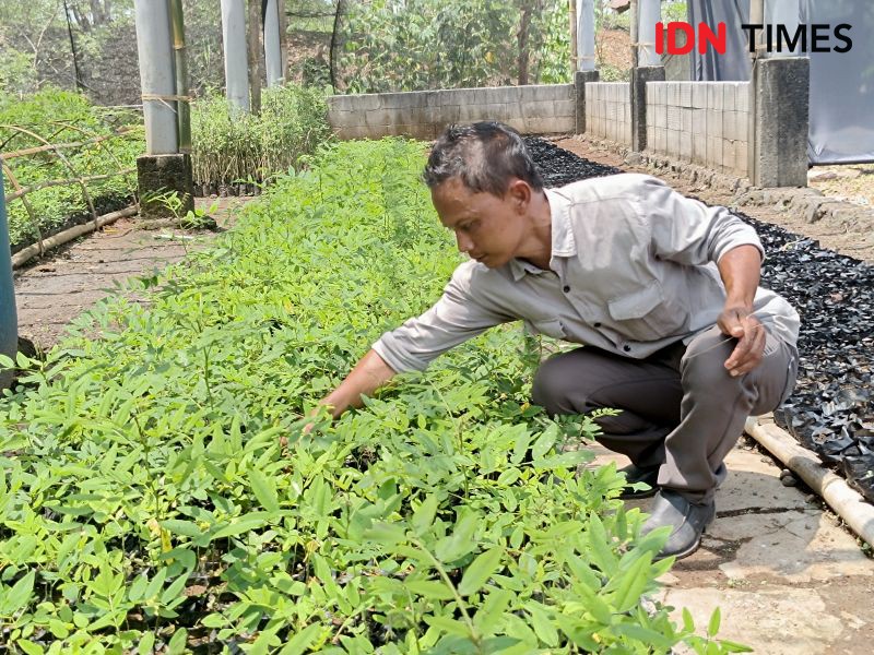 PLN Berdayakan Warga Tasikmalaya Produksi Biomassa untuk Cofiring PLTU