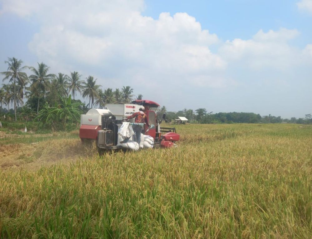 Curhatan Petani di Lampung Berjibaku Hadapi Ganasnya Perubahan Iklim