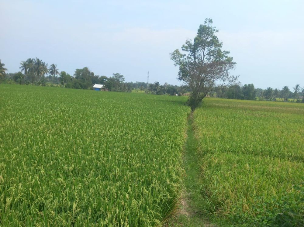 Curhatan Petani di Lampung Berjibaku Hadapi Ganasnya Perubahan Iklim