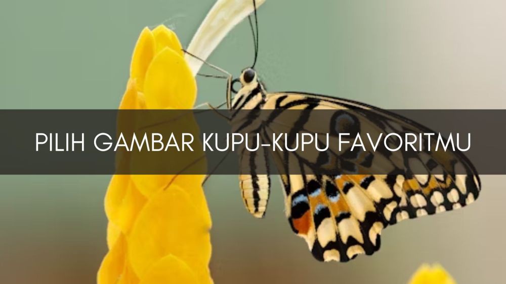 [QUIZ] Dari Gambar Kupu-kupu Favoritmu, Kami Tebak Inisial Nama yang Akan Menghiasi Hari-harimu dengan Kebahagiaan