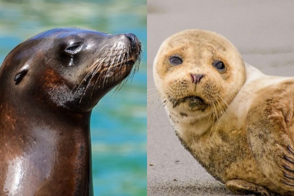 [QUIZ] Can you tell the difference between sea lions and seals by their characteristics?