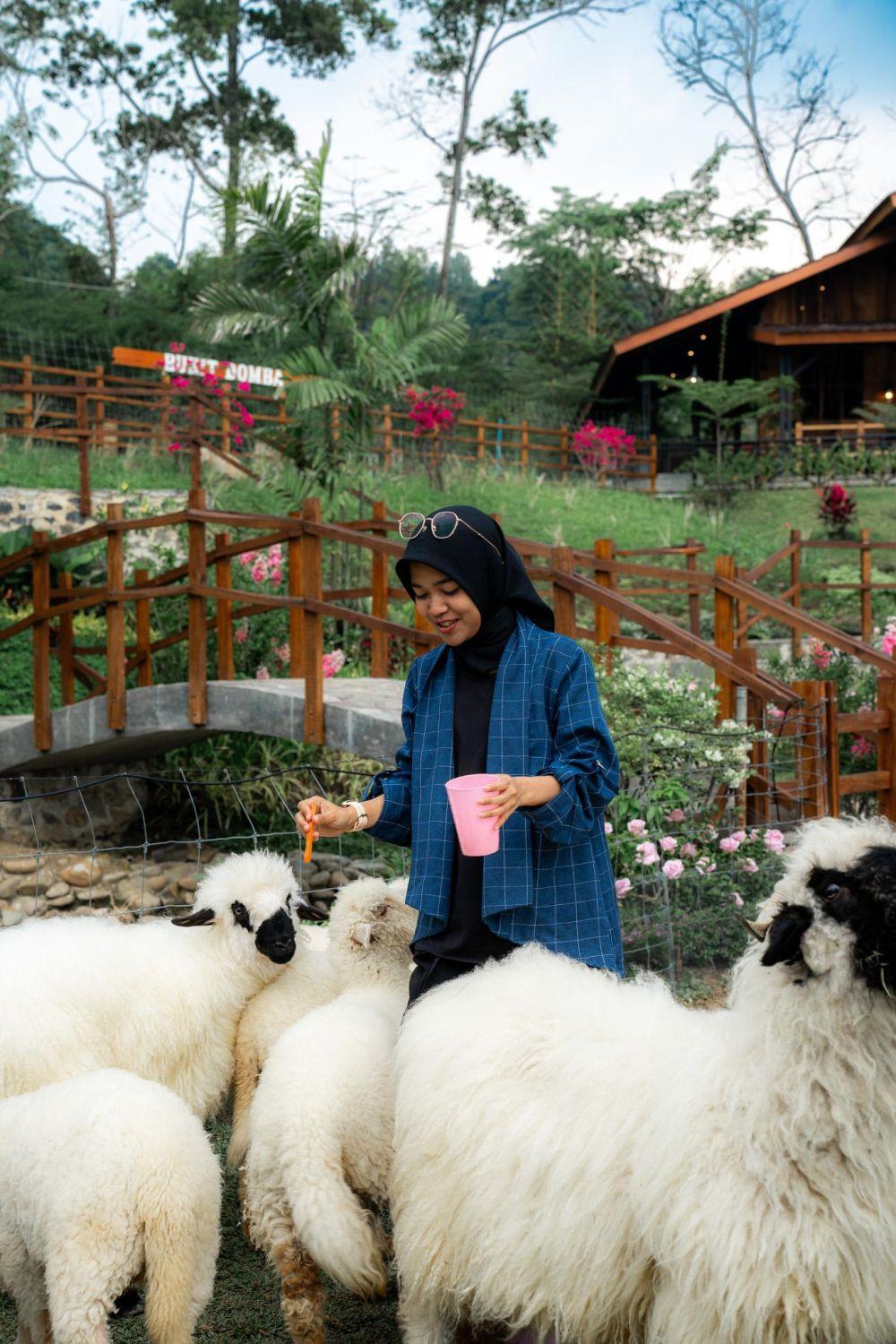 Wisata Bukit Domba Sentul: HTM, Lokasi, Aktivitas Seru, dan Tips